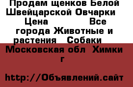 Продам щенков Белой Швейцарской Овчарки  › Цена ­ 20 000 - Все города Животные и растения » Собаки   . Московская обл.,Химки г.